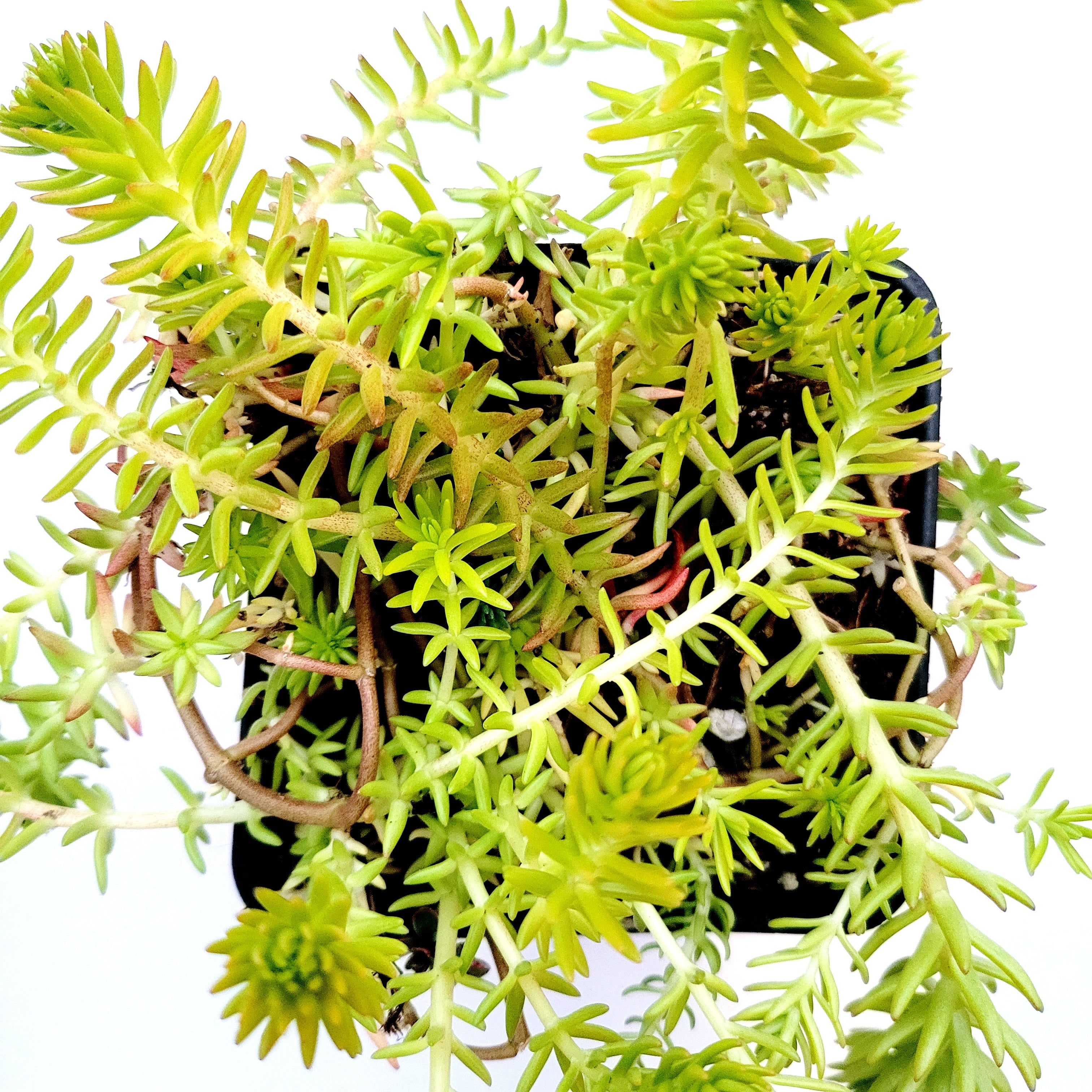 Angelina Sedum 6pck plant photo