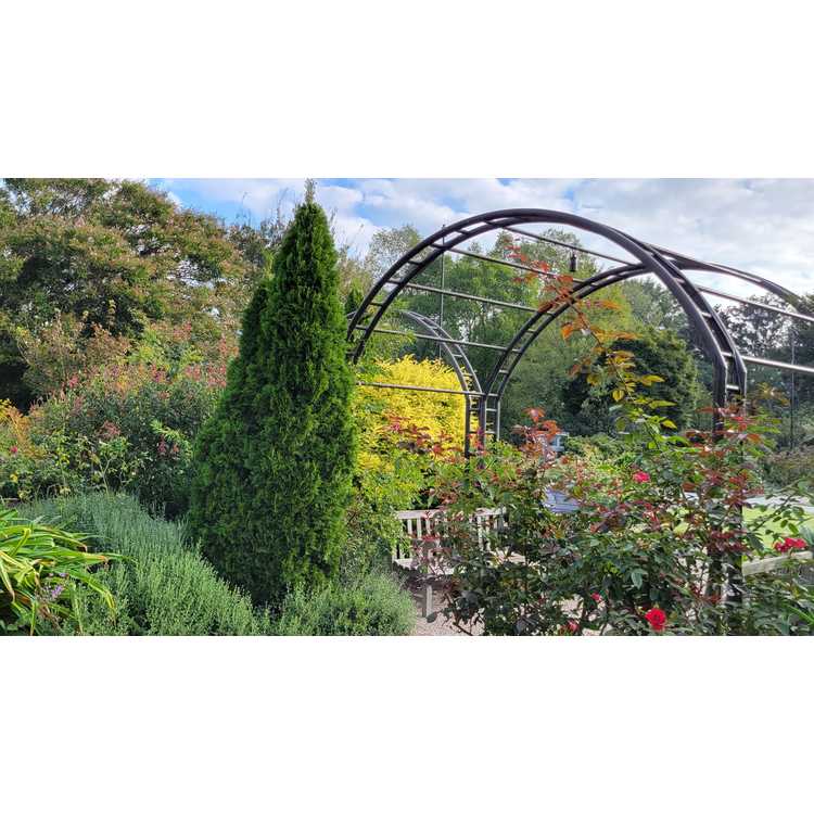 Arborvitae &