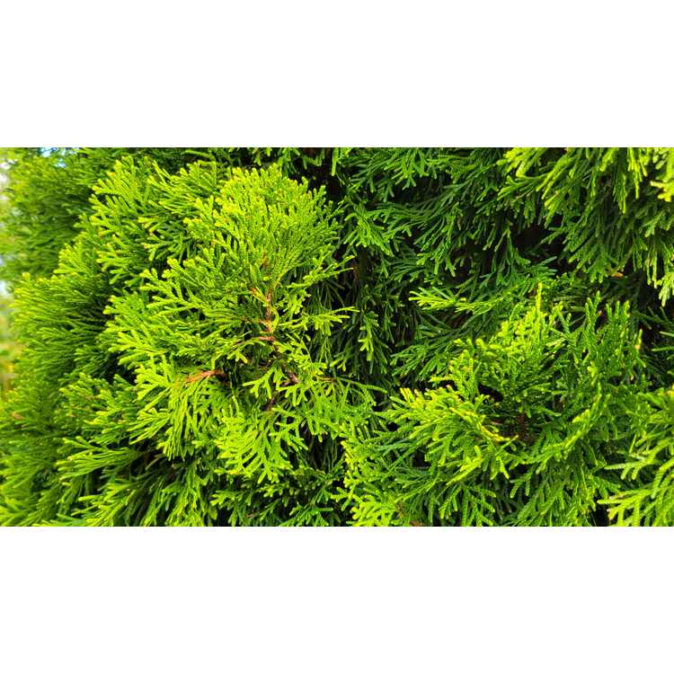 Arborvitae &