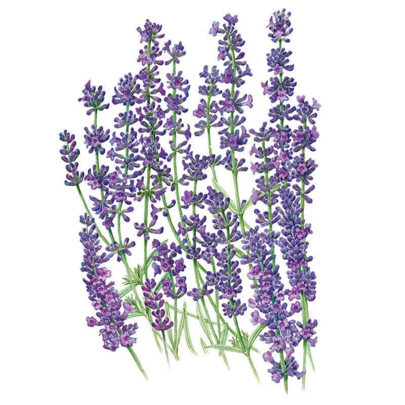 Lavender Mustead Seed Packet seed packet photo
