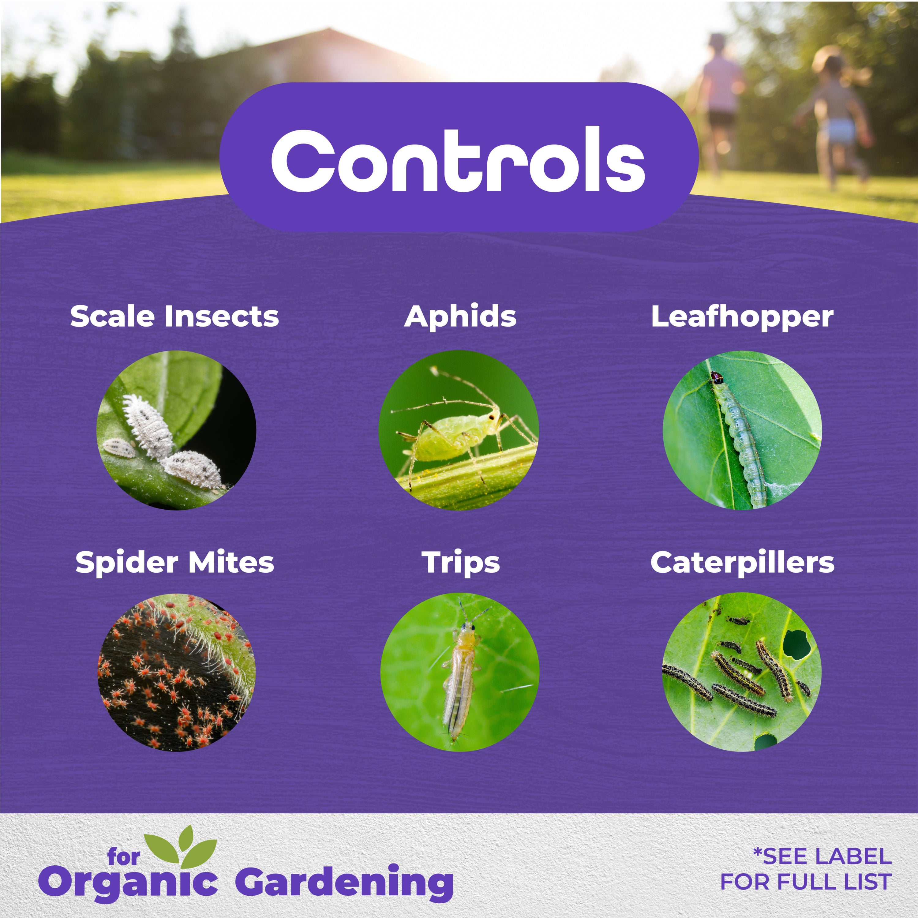 Horticultural & Dormant Oil QT concentrate
