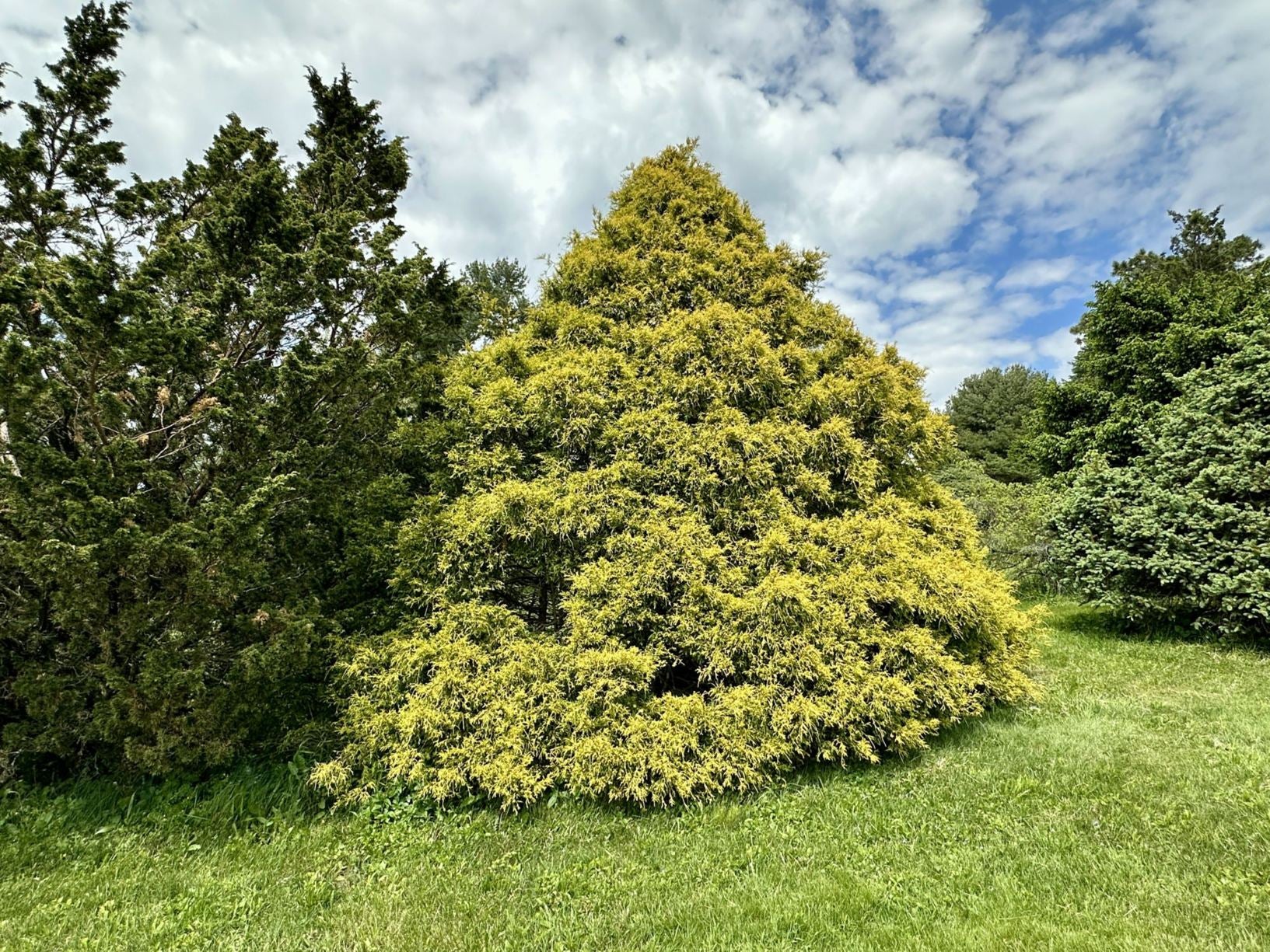 False Cypress &