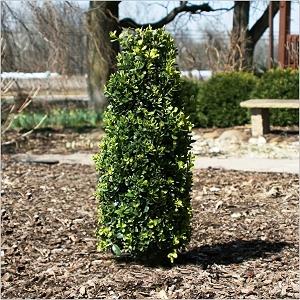 Boxwood &