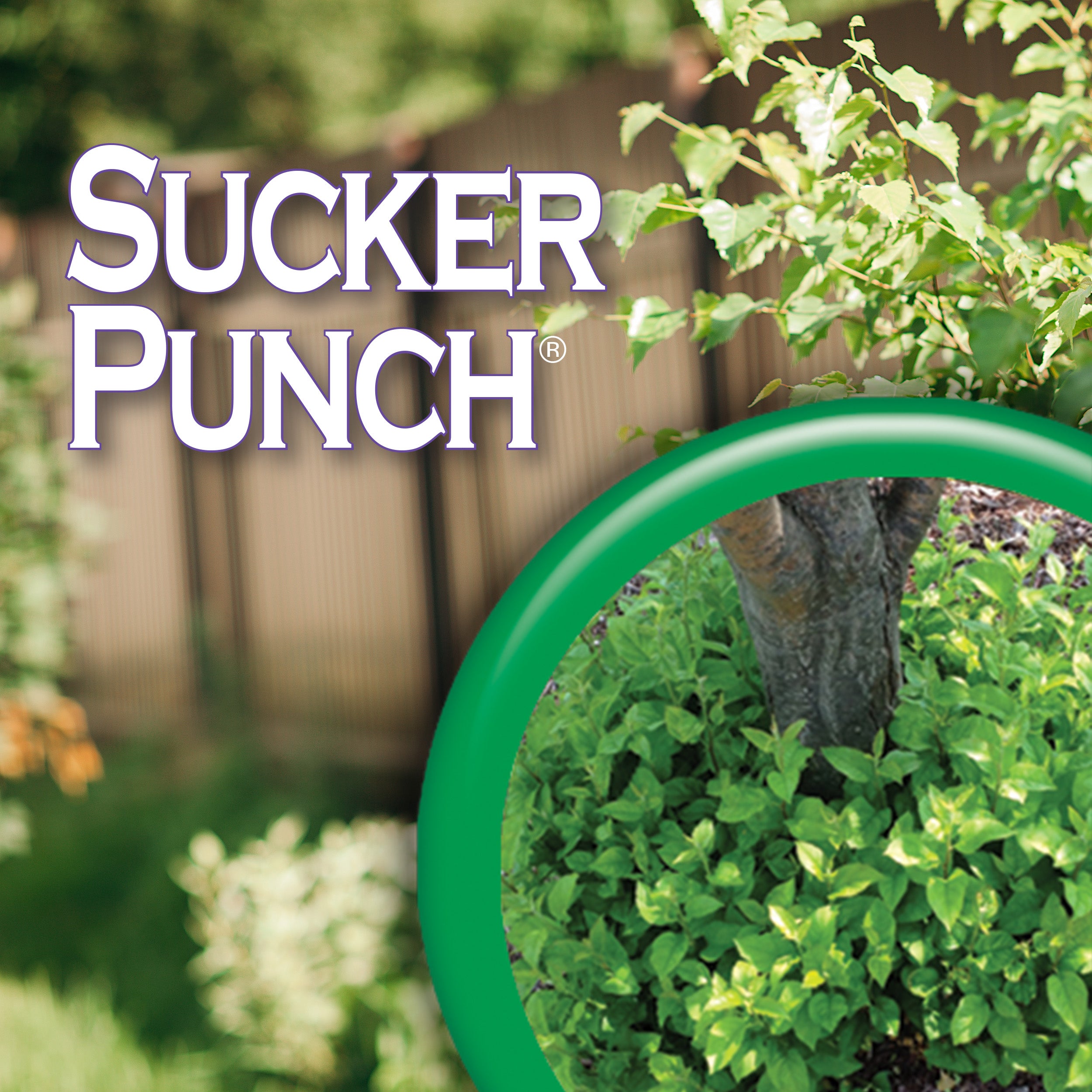 Sucker Punch RTU 8oz