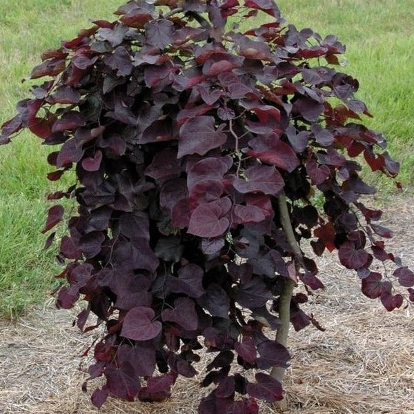 Redbud &