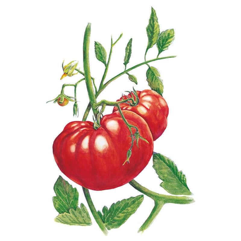 Tomato Beefsteak Seed Packet seed packet photo