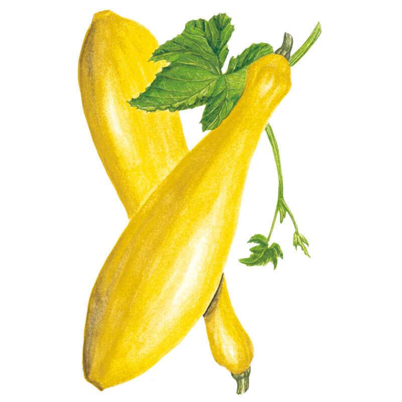 Squash Early Prolific Straightneck seed packet photo