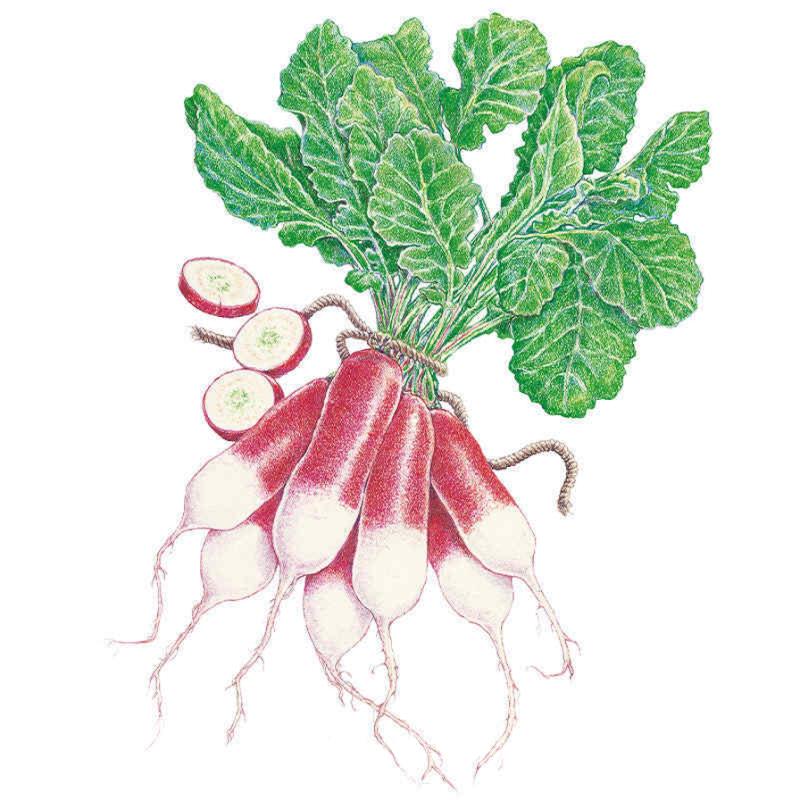 Radish French Breakfast seed packet photo