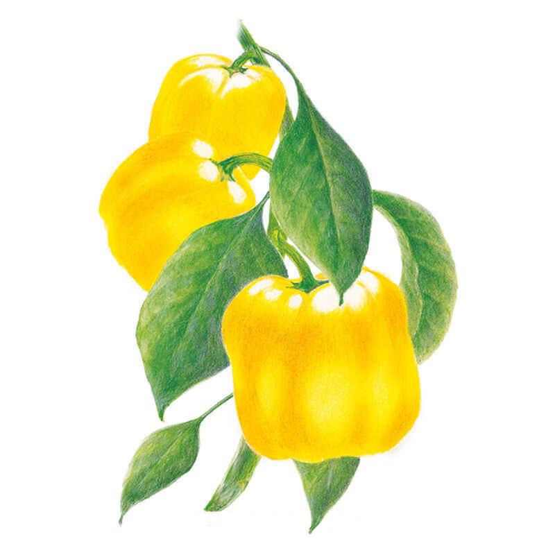 Pepper Golden Cal Wonder seed packet photo