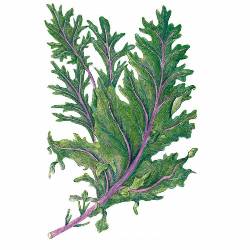 Kale Red Russian Seed Packet seed packet photo