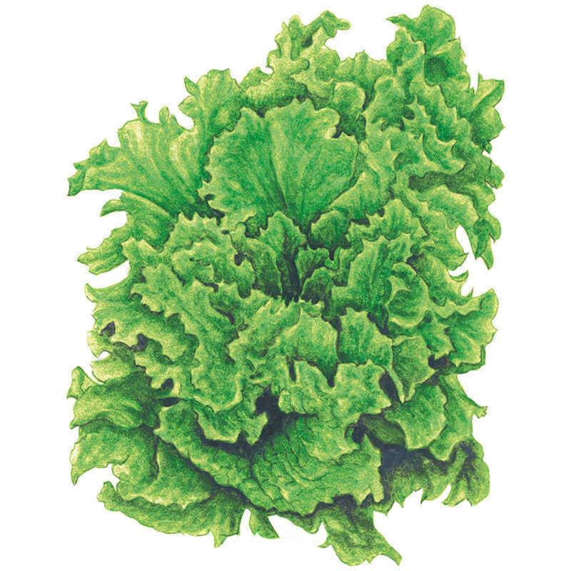 Lettuce Black Seeded Simpson Seed Packet seed packet photo