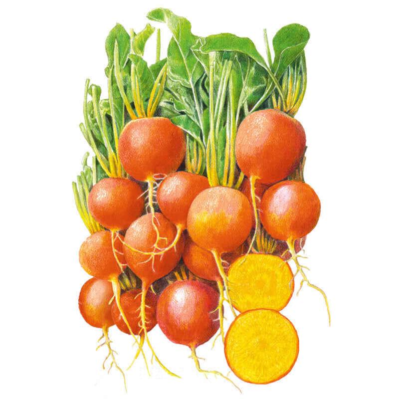 Beet Touchstone Gold Seed Packet seed packet photo