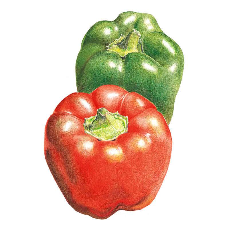 Pepper California Wonder seed packet photo