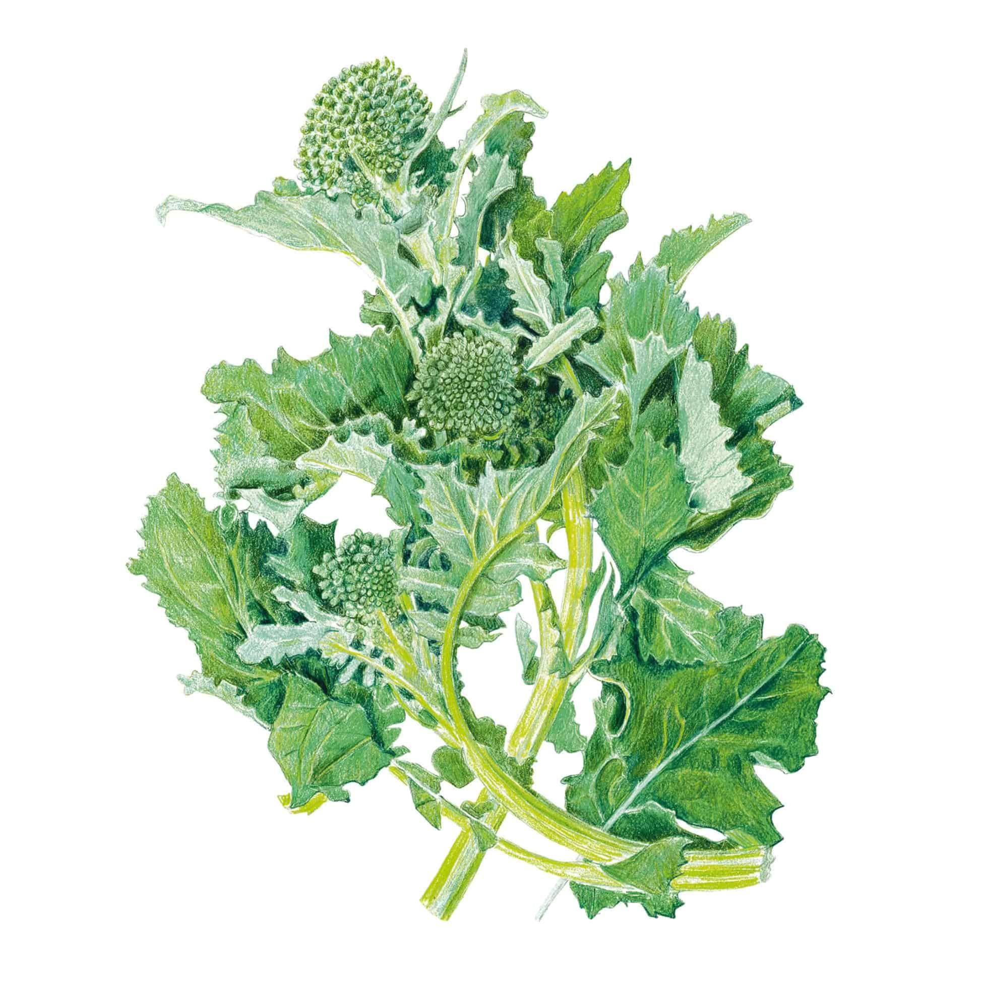 Broccoli Raab Seed Packet seed packet photo