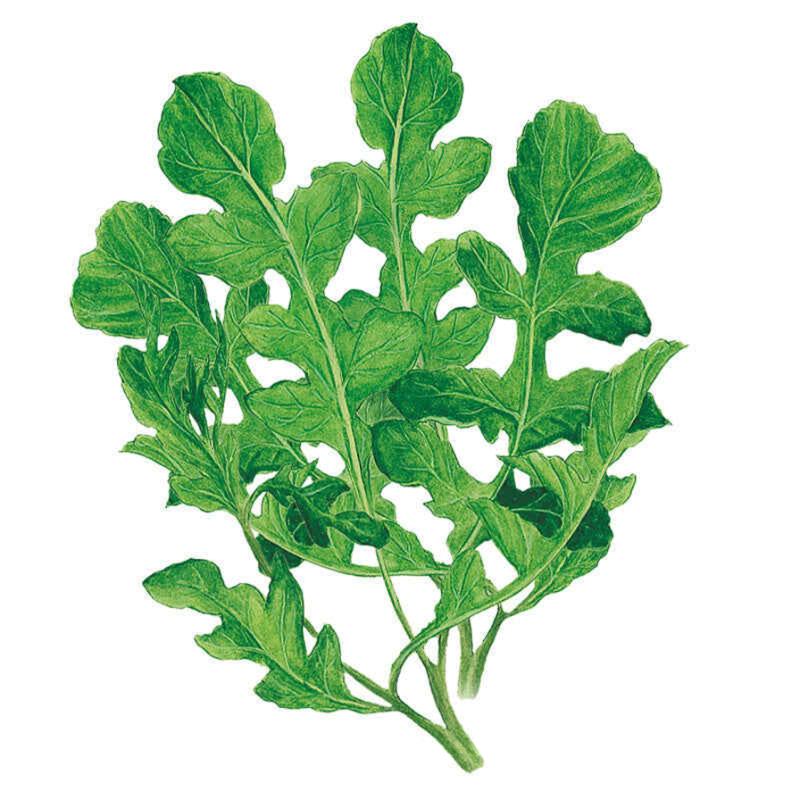 Botanical Interests Arugula Rocket Seeds 3g seed packet photo