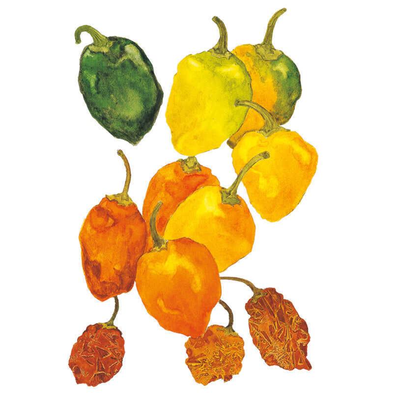 Pepper Habanero seed packet photo