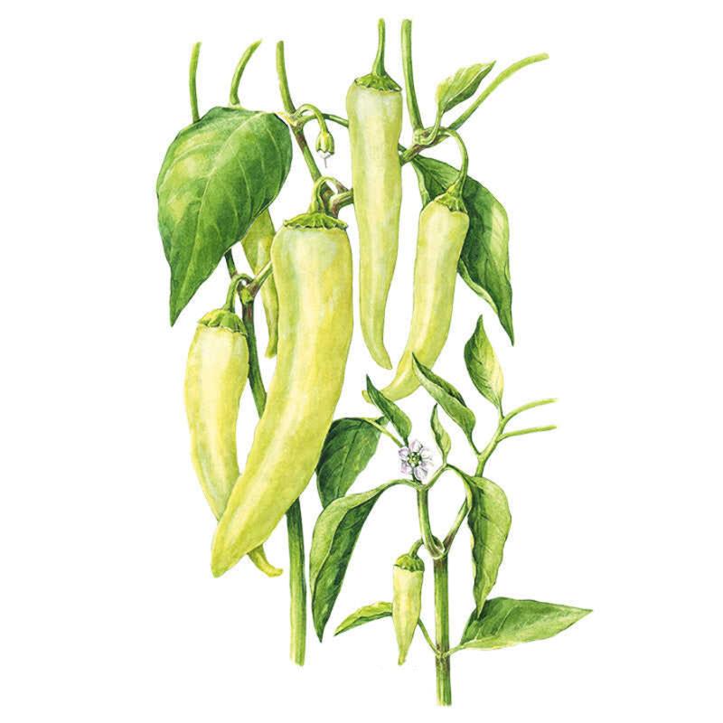 Pepper Sweet Banana seed packet photo