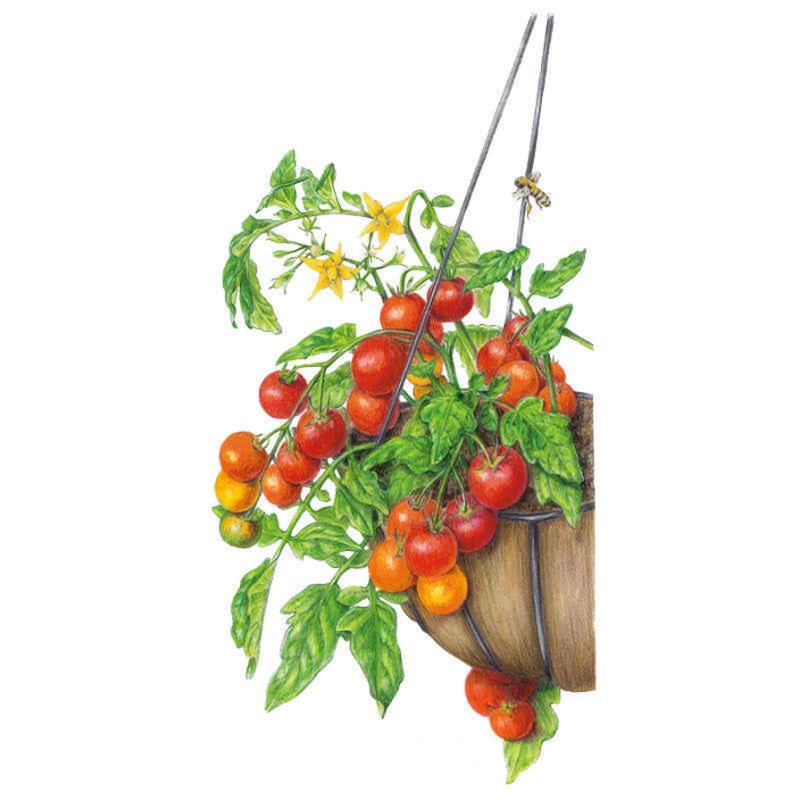 Tomato Cherry Falls Seed Packet seed packet photo
