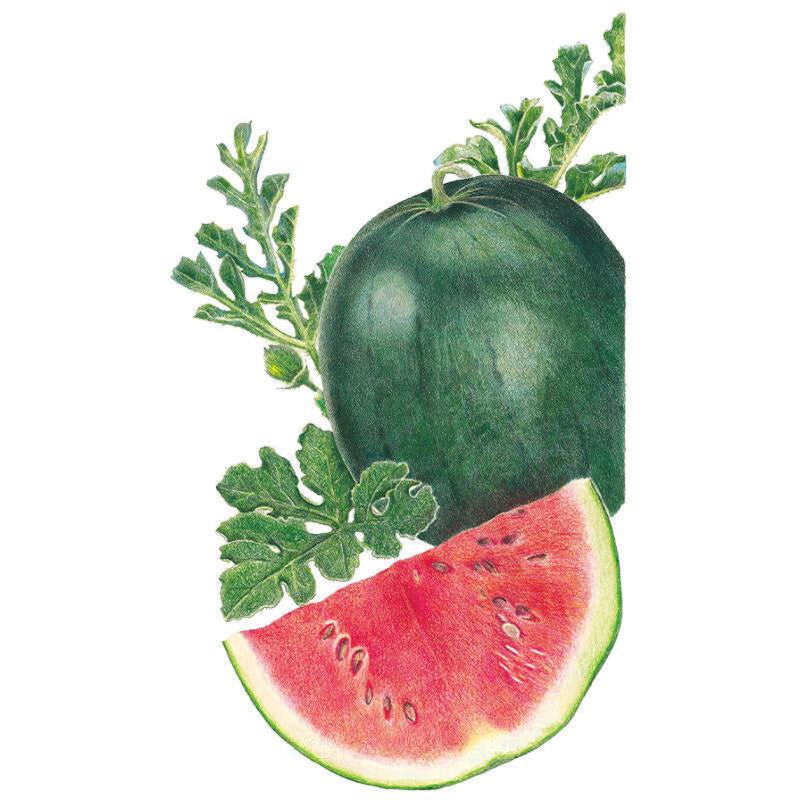 Watermelon Sugar Baby Seed Packet seed packet photo