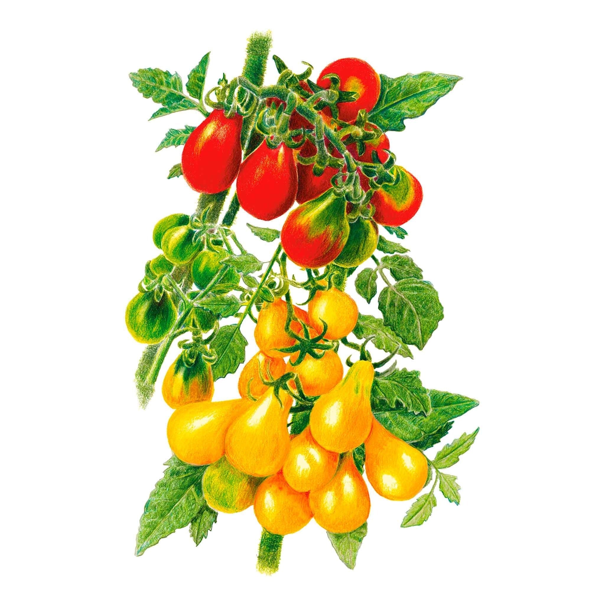 Tomato Red & Yellow Pear Blend Seed Packet seed packet photo