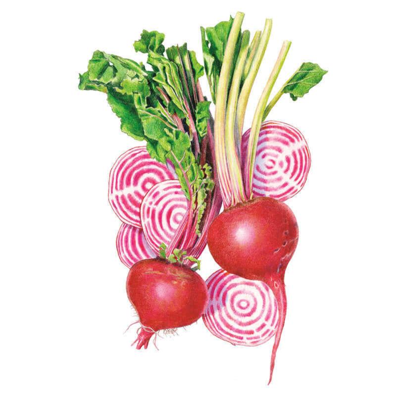Beet Chioggia Seed Packet seed packet photo