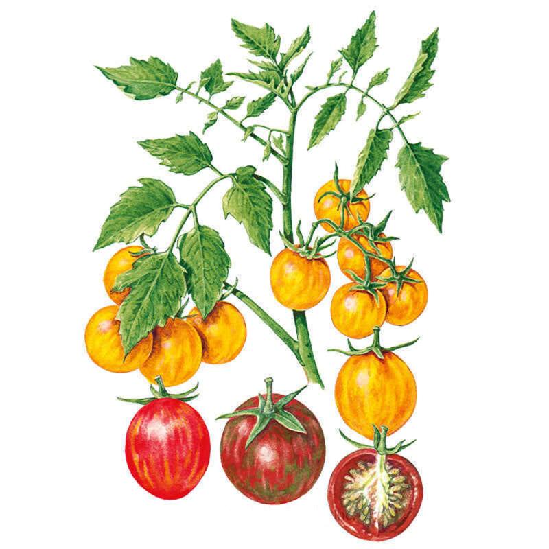 Tomato Bumble Bee Blend Seed Packet seed packet photo