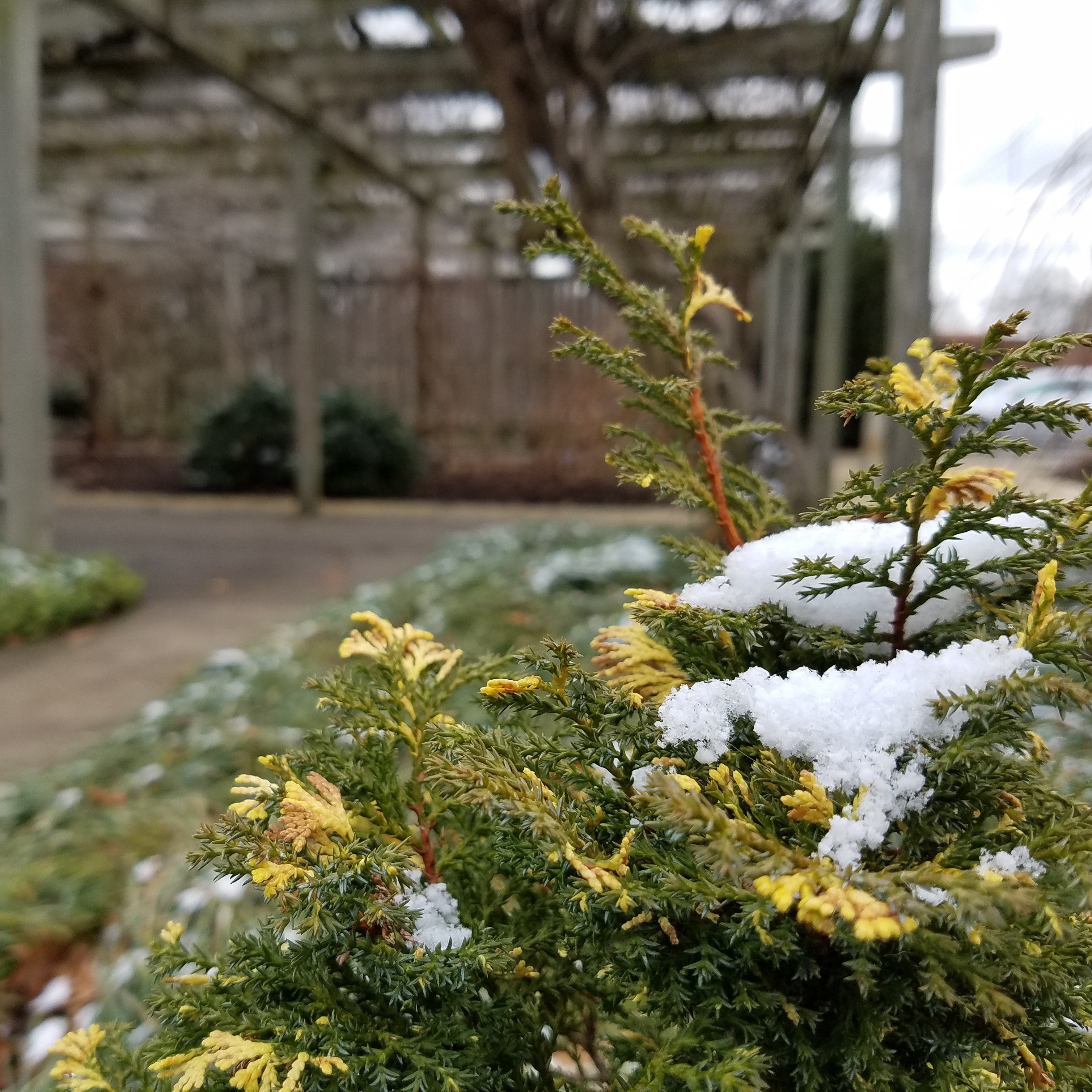 False Cypress &
