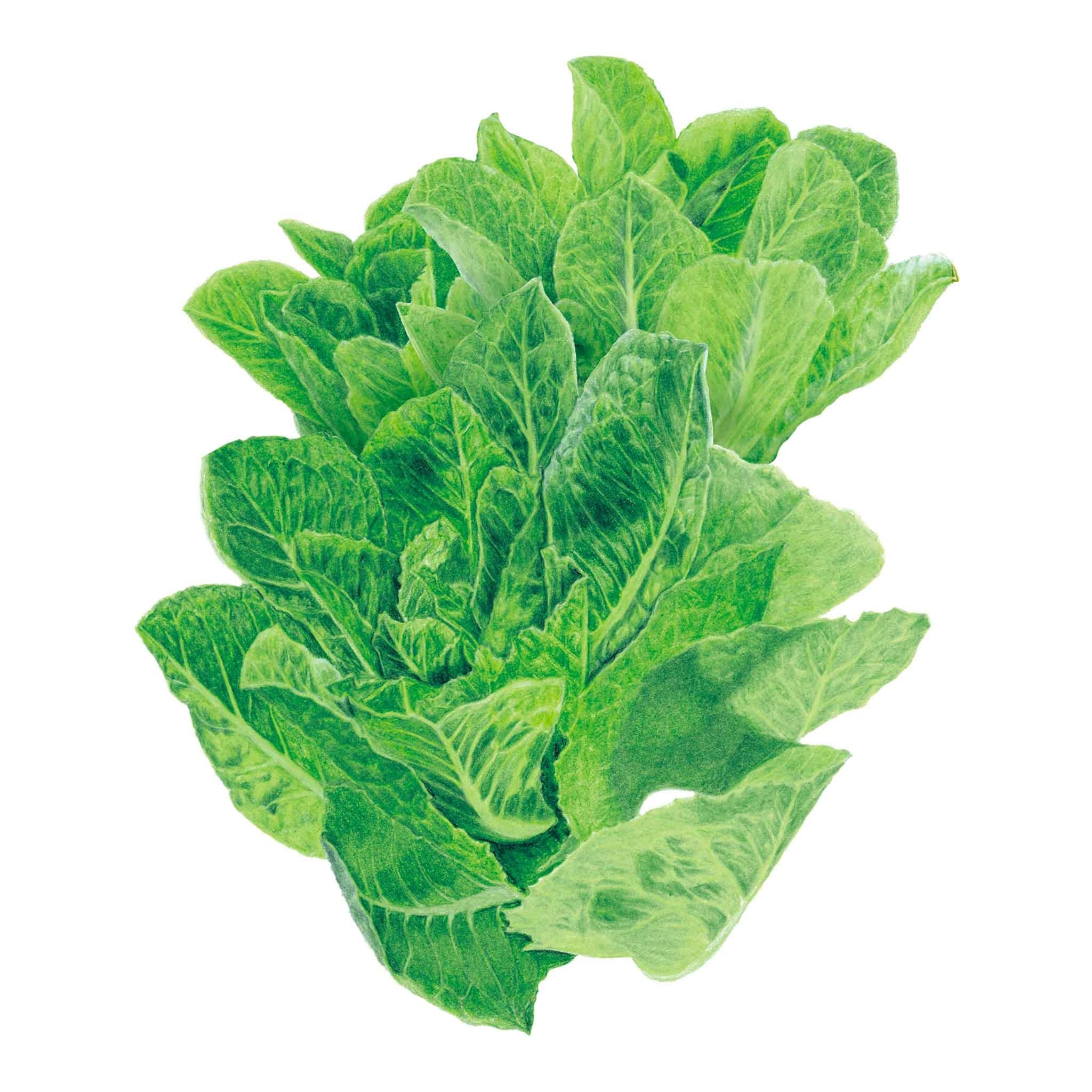 Lettuce Vivian seed packet photo
