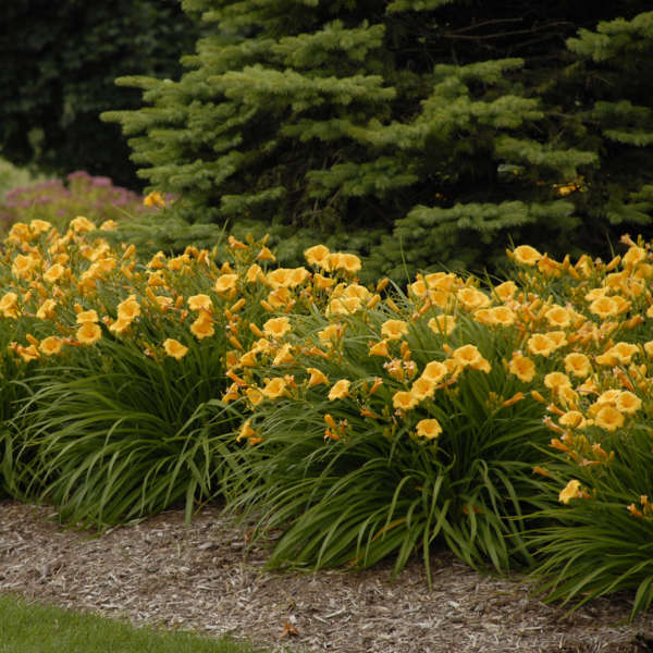 Daylily Stella de Oro 1 gal plant photo