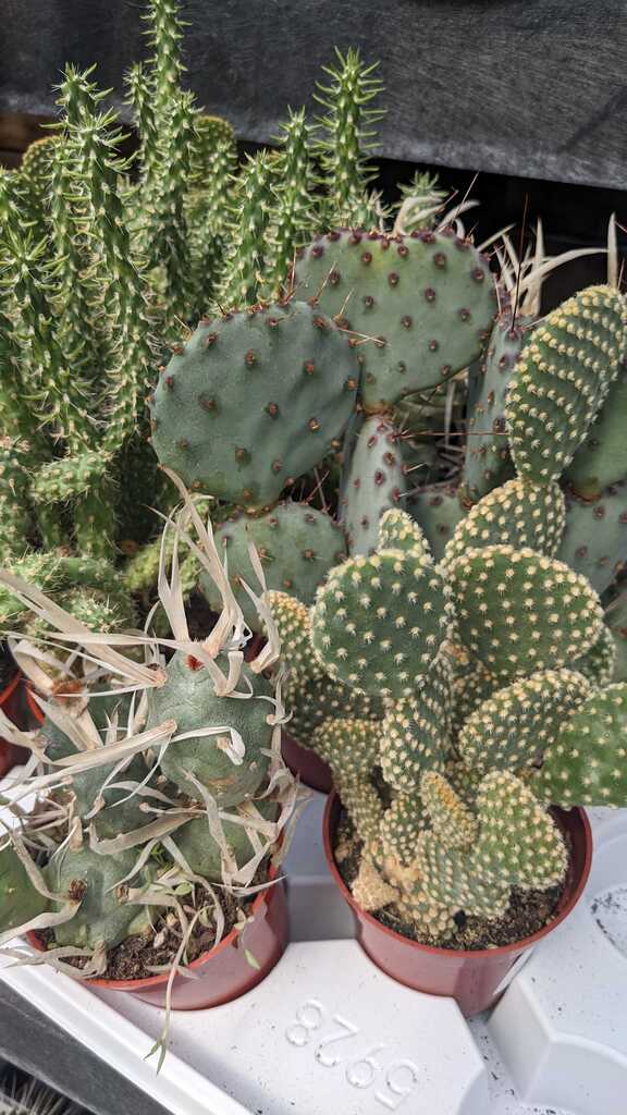 3" cactus opuntia