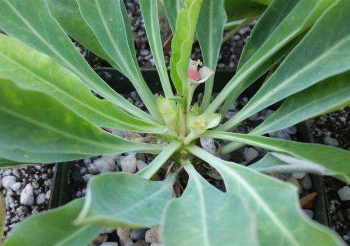 3" Euphorbia Pineapple plant photo
