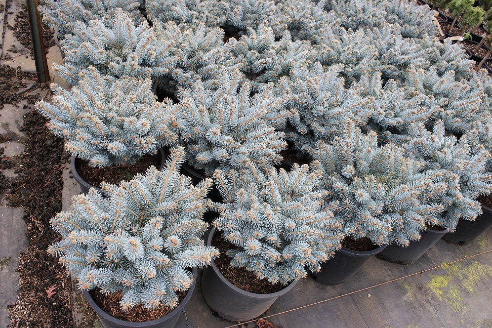 Spruce &
