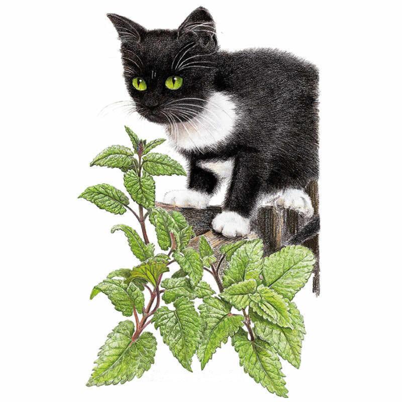 Catnip Seed Packet seed packet photo