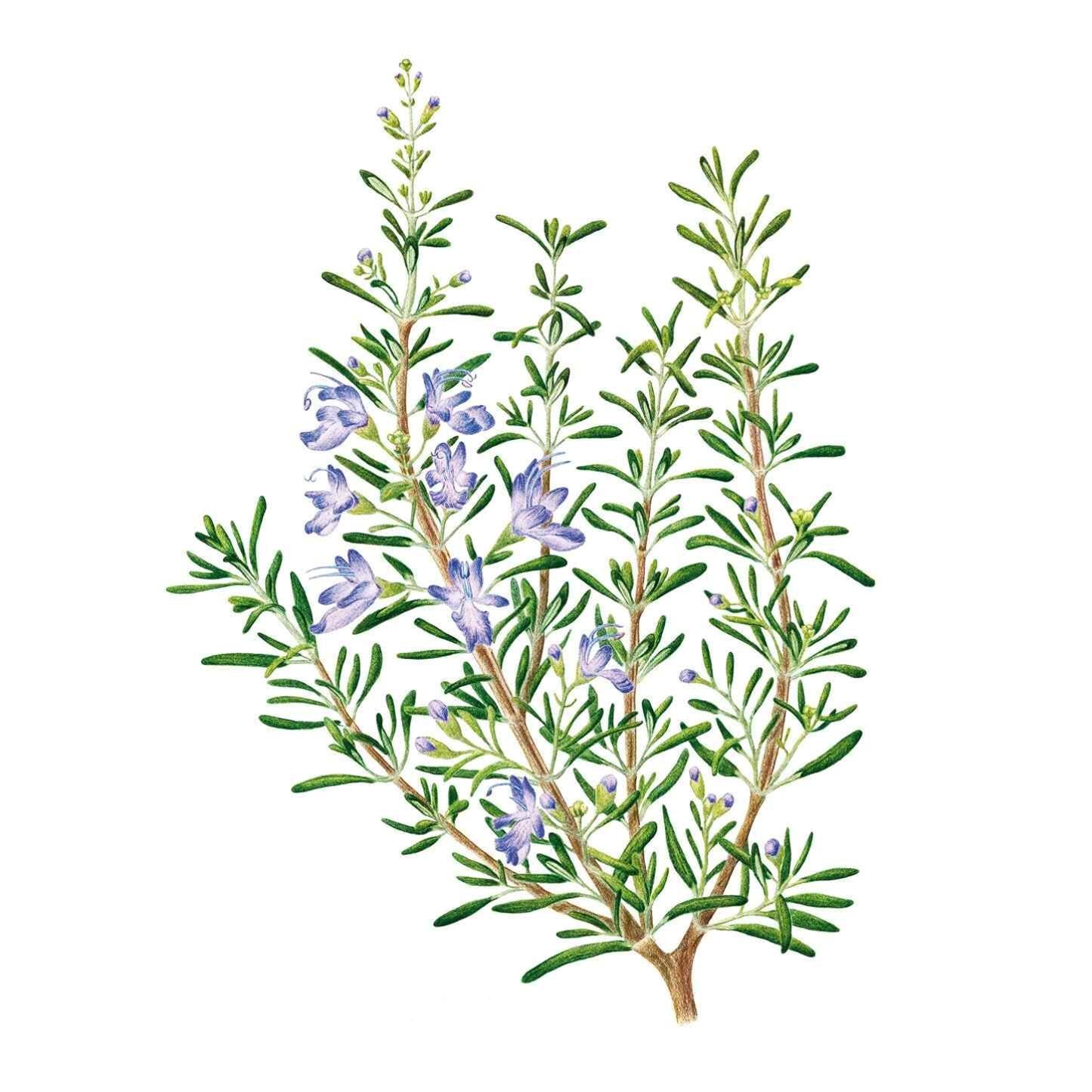 Rosemary Seed Packet seed packet photo