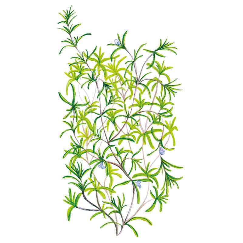 Savory Summer Seed Packet seed packet photo