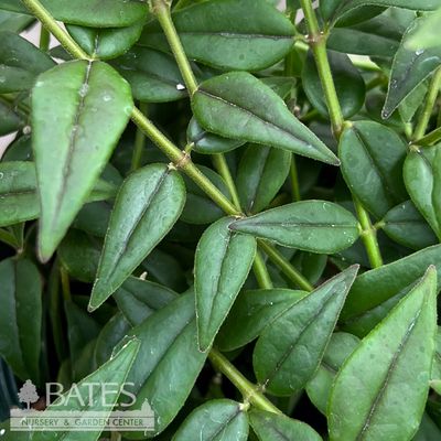6" Hoya plant photo