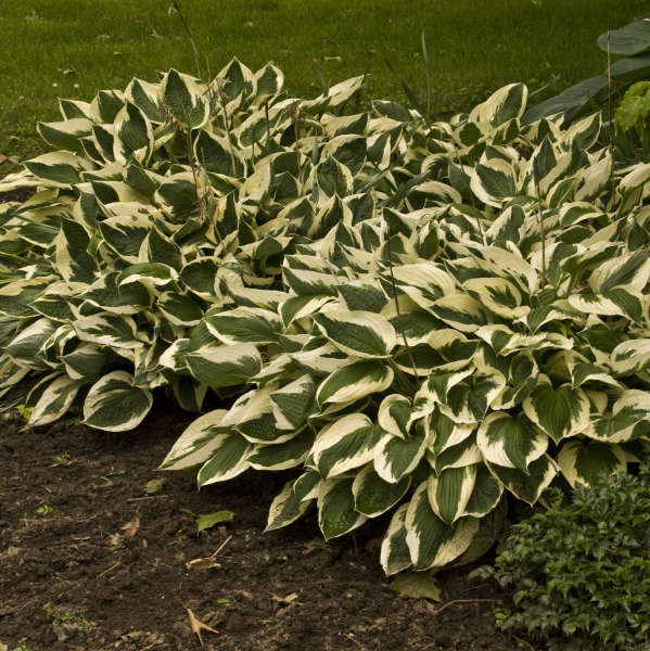 Hosta Patriot 1 gal plant photo