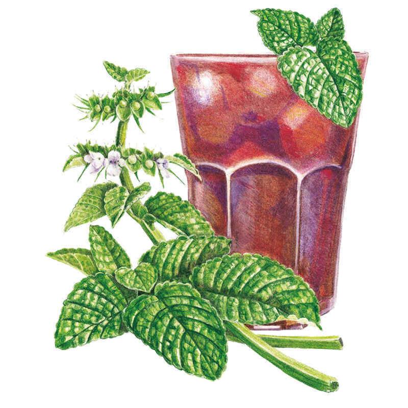 Lemon Balm Seed Packet seed packet photo