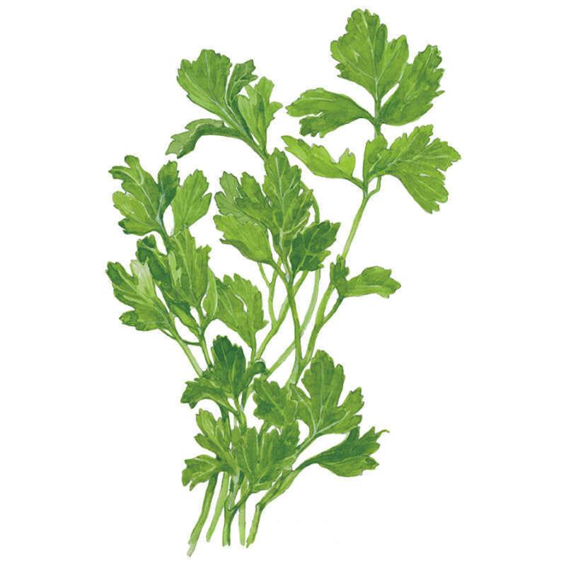 Parsley Flat Leaf Seed Packet seed packet photo