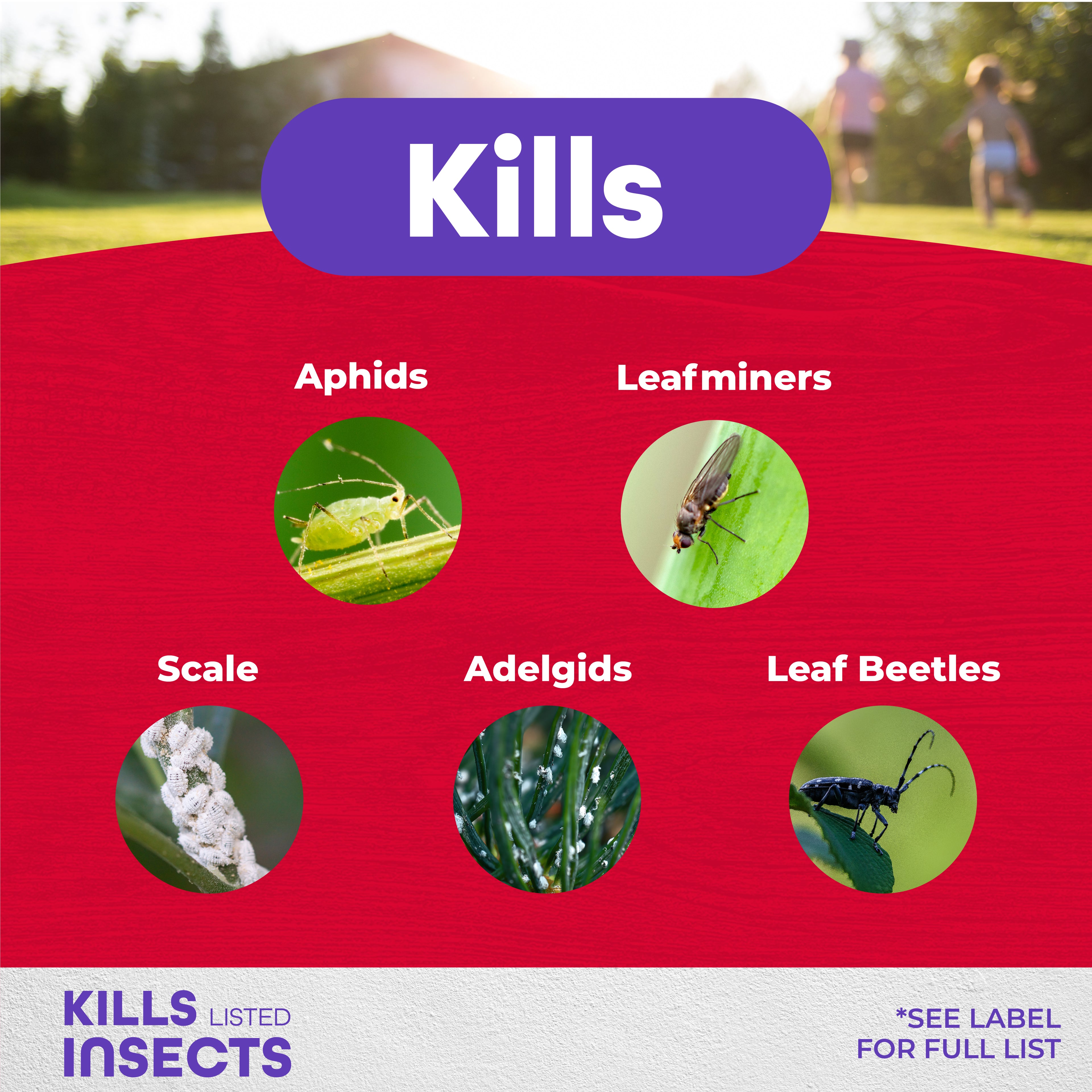 Annual Tree & Shrub Insect Control