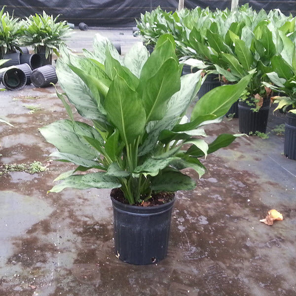 10" Aglaonema BJ Freeman plant photo