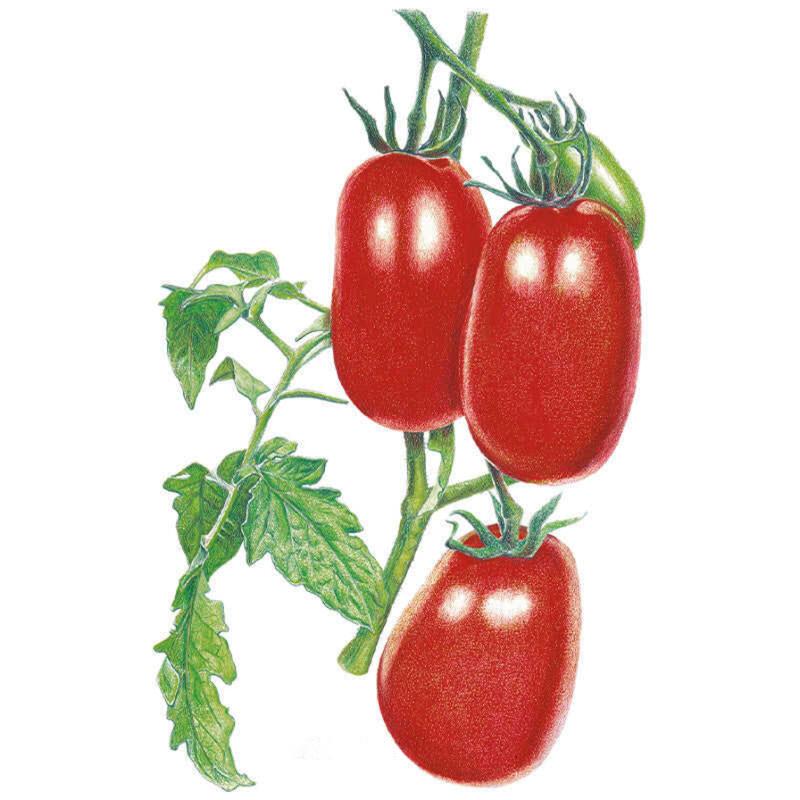 Tomato Italian Roma Seeds seed packet photo
