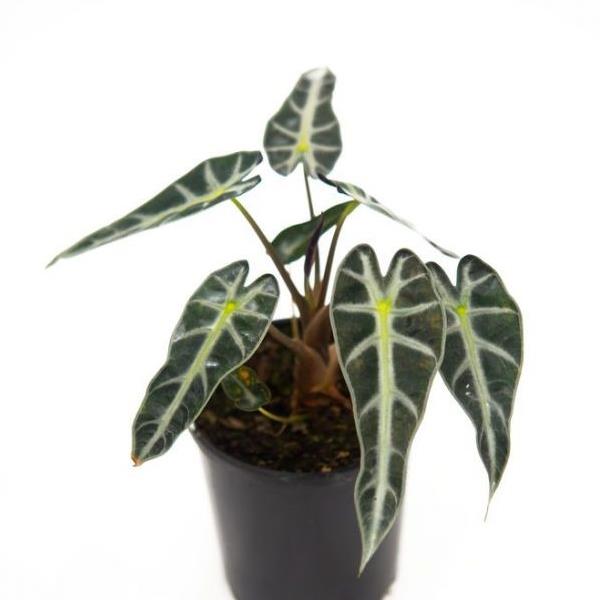 6" Alocasia Bambino plant photo
