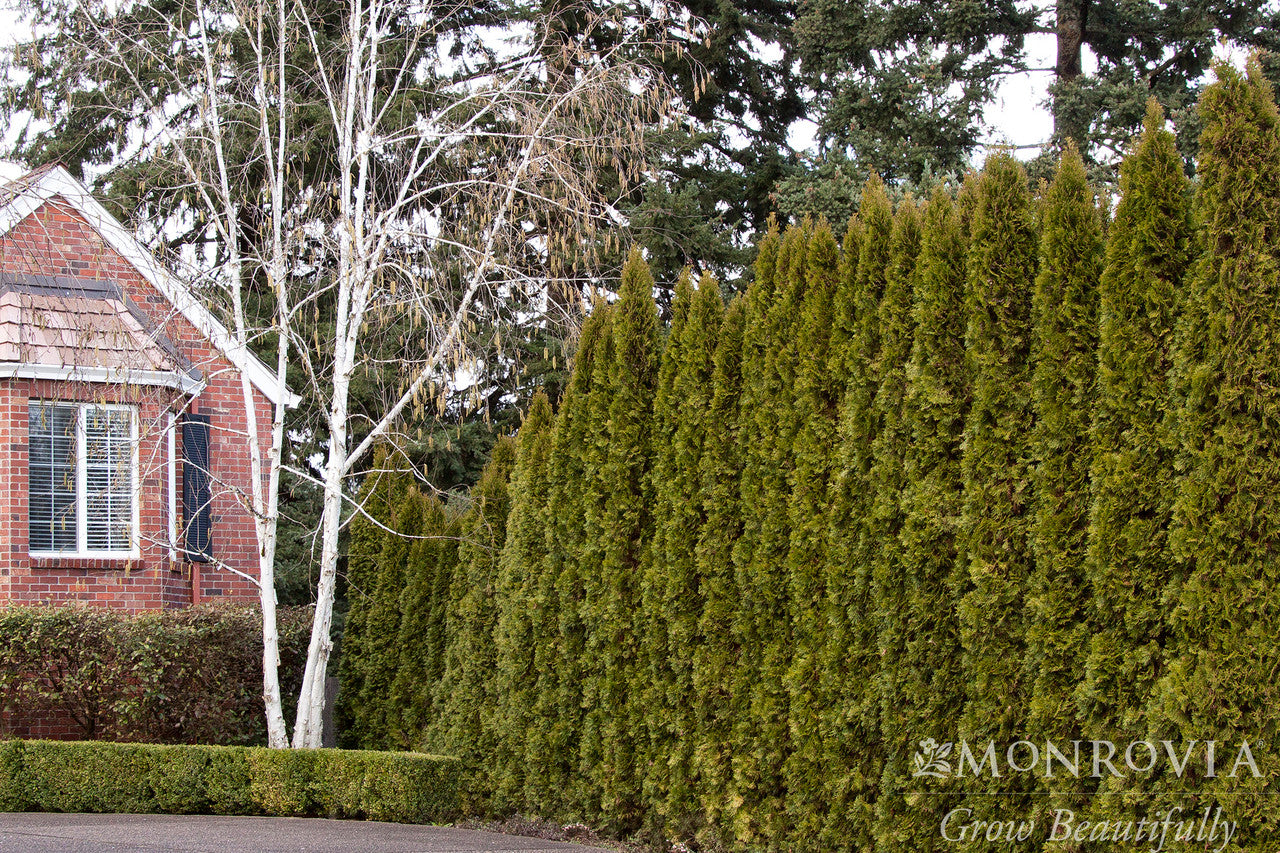 Arborvitae &