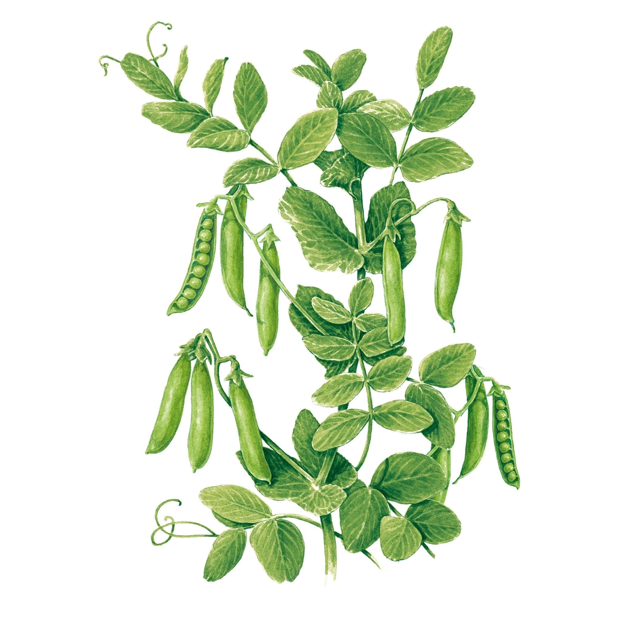 Pea Little Marvel seed packet photo
