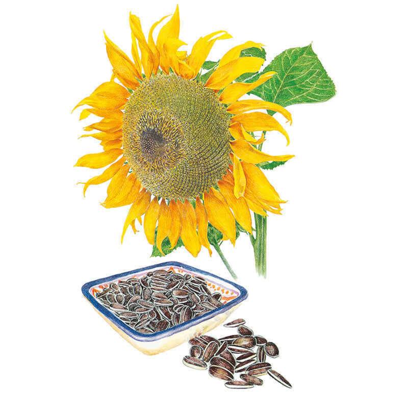 Sunflower Mongolian Giant Seed Packet 8gm seed packet photo