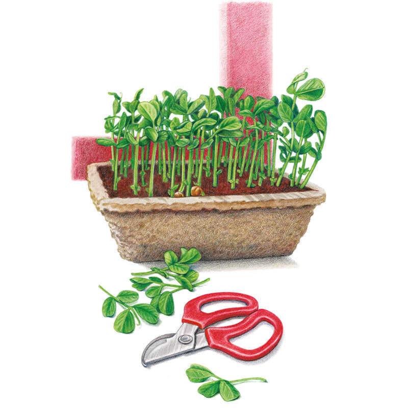 Baby Greens Pea Shoots seed packet photo