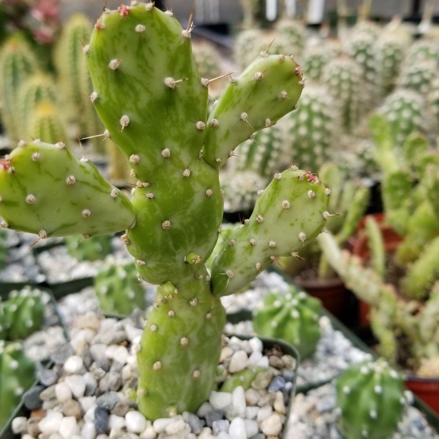 5gal Cactus Opuntia Thornton Blue plant photo