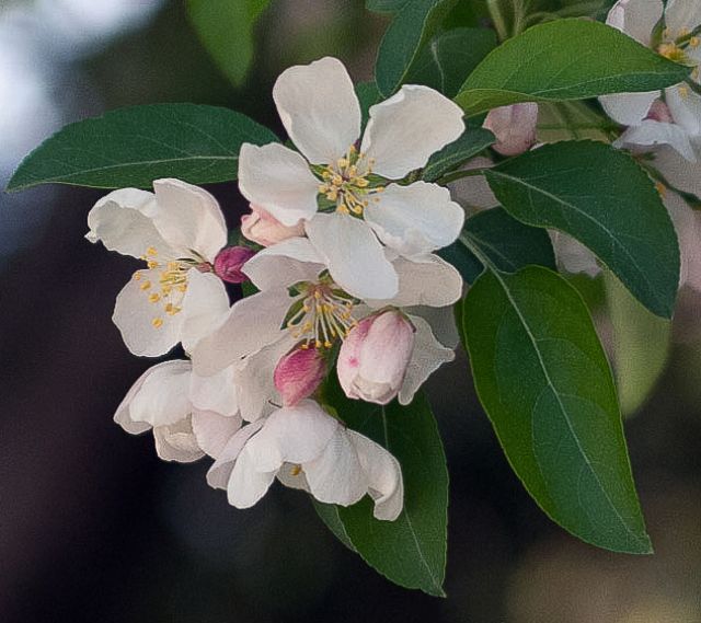 Crabapple &