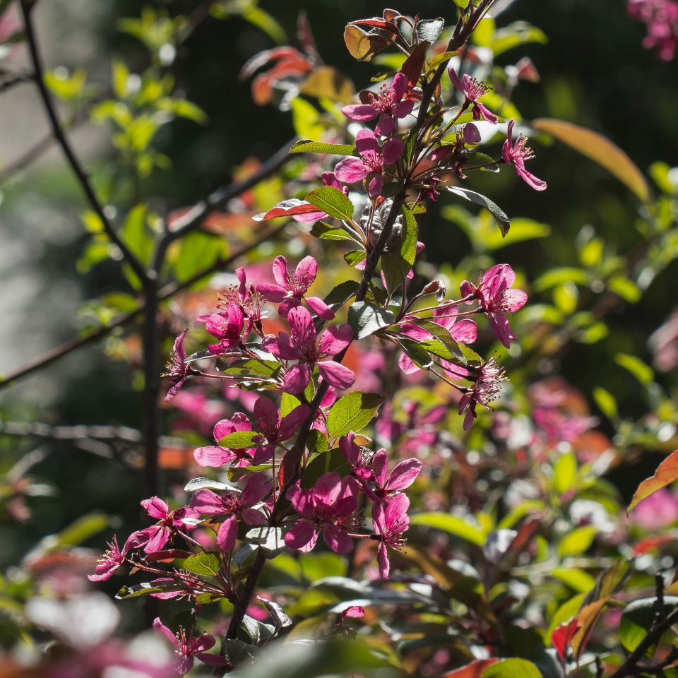 Crabapple &